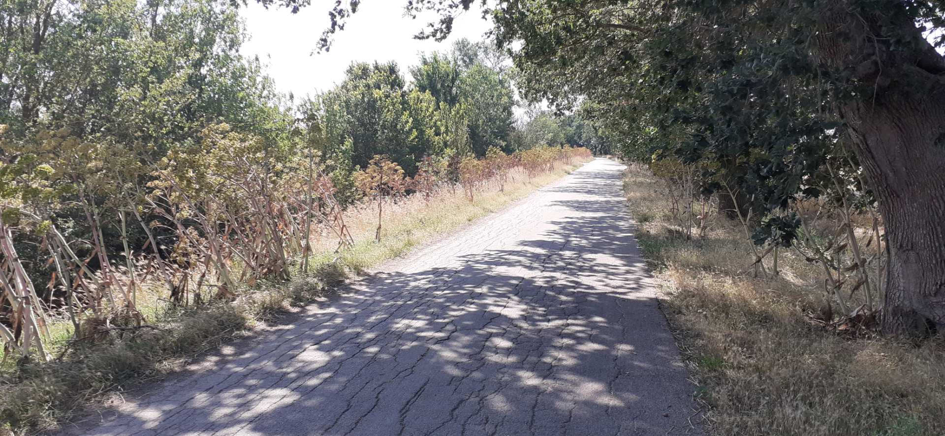 Murgia
