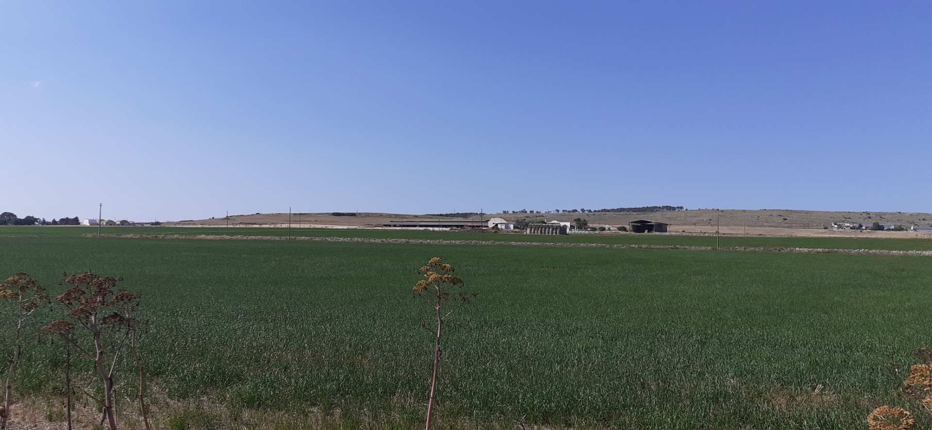 Murgia