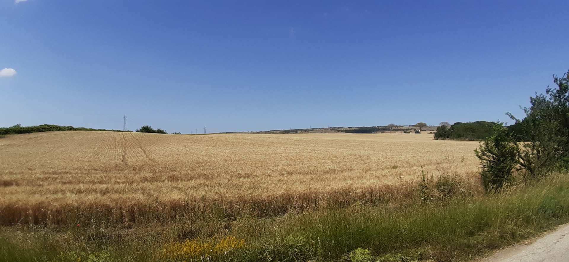 Murgia