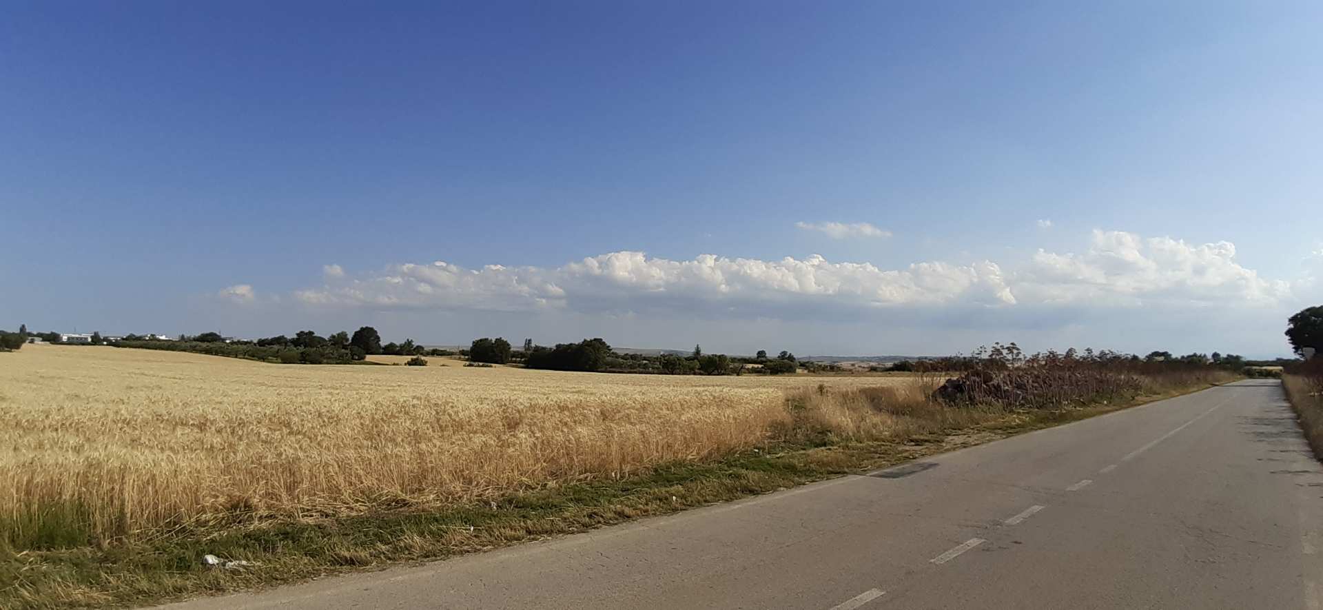 Murgia