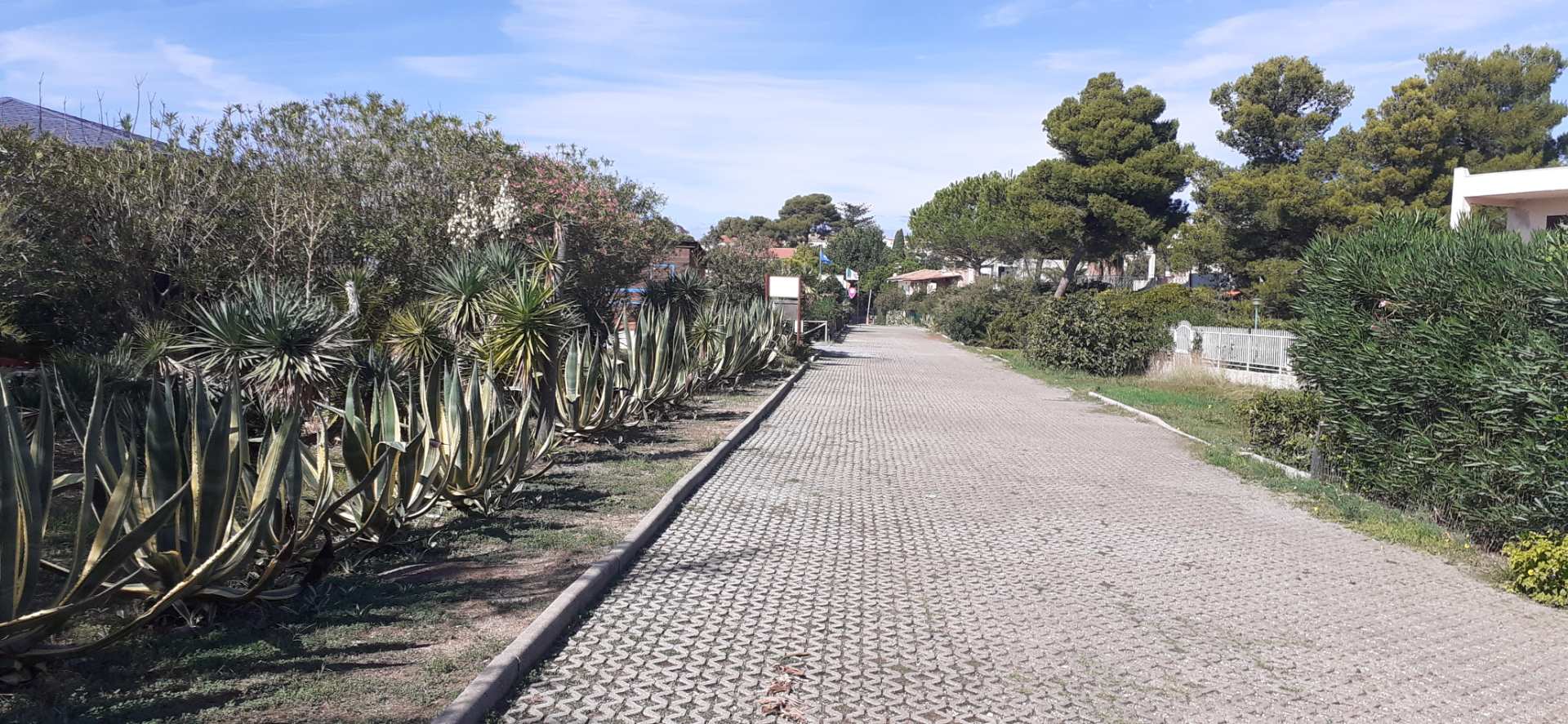 Cirella