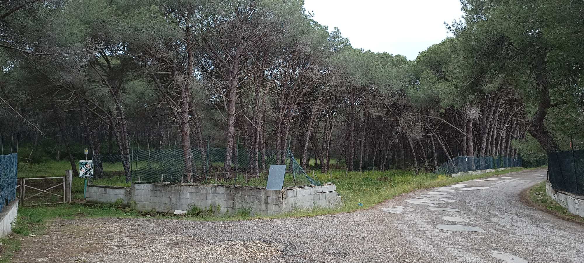 Golfo di Taranto Pino di Lenne