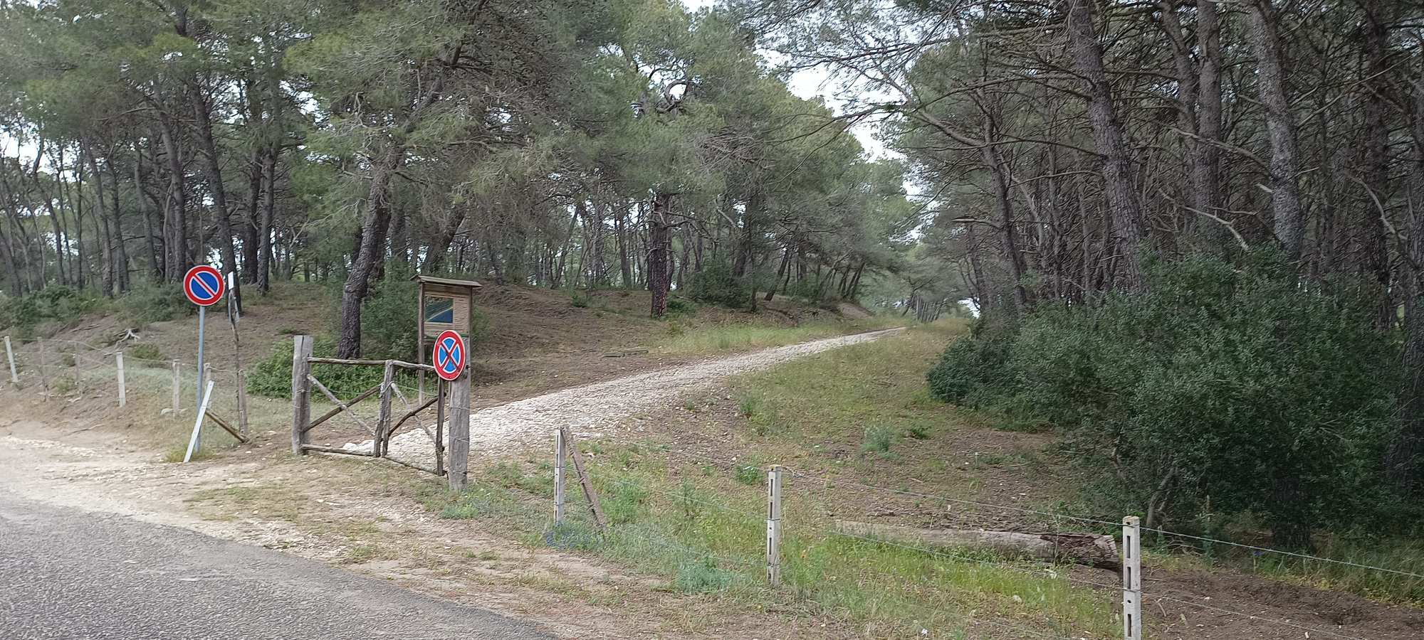 Golfo di Taranto Pino di Lenne