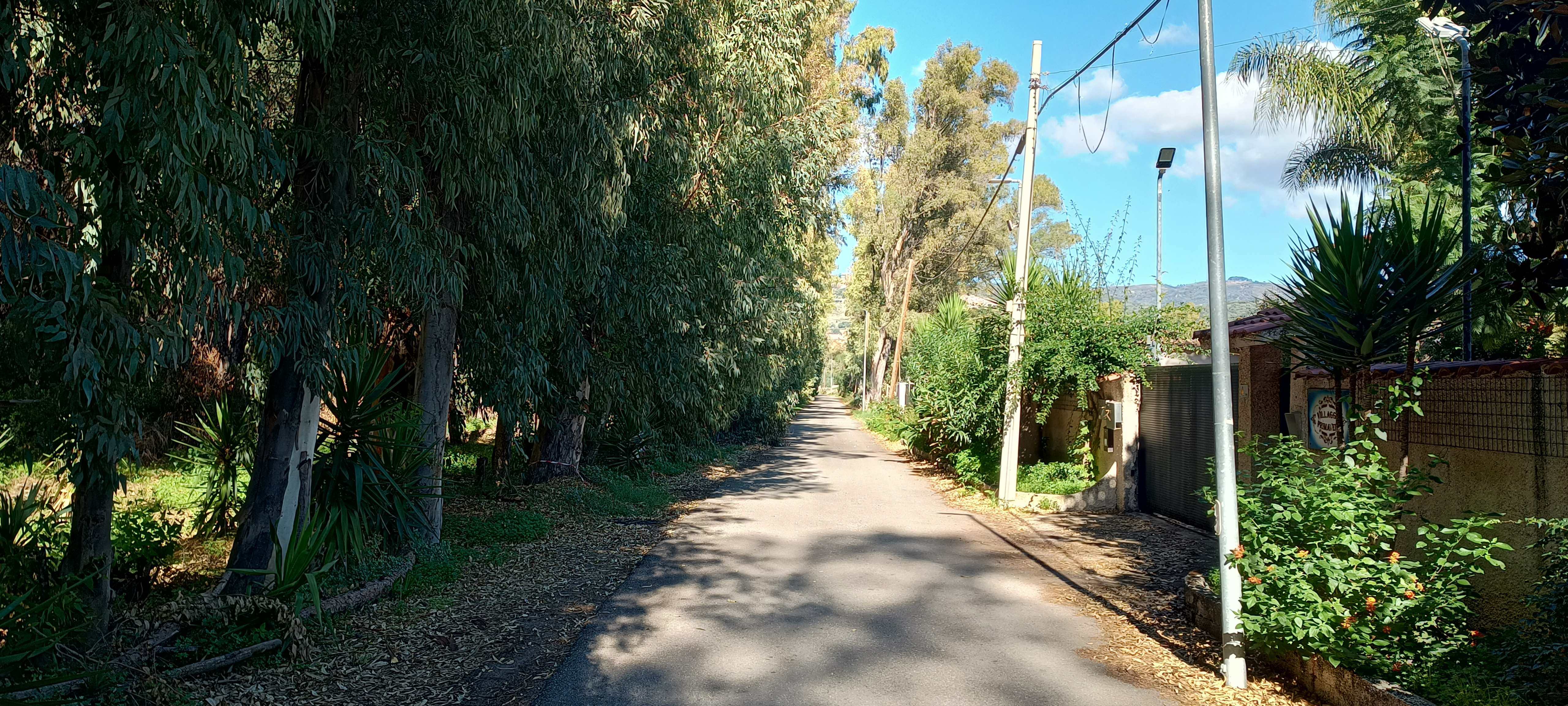 Nicotera