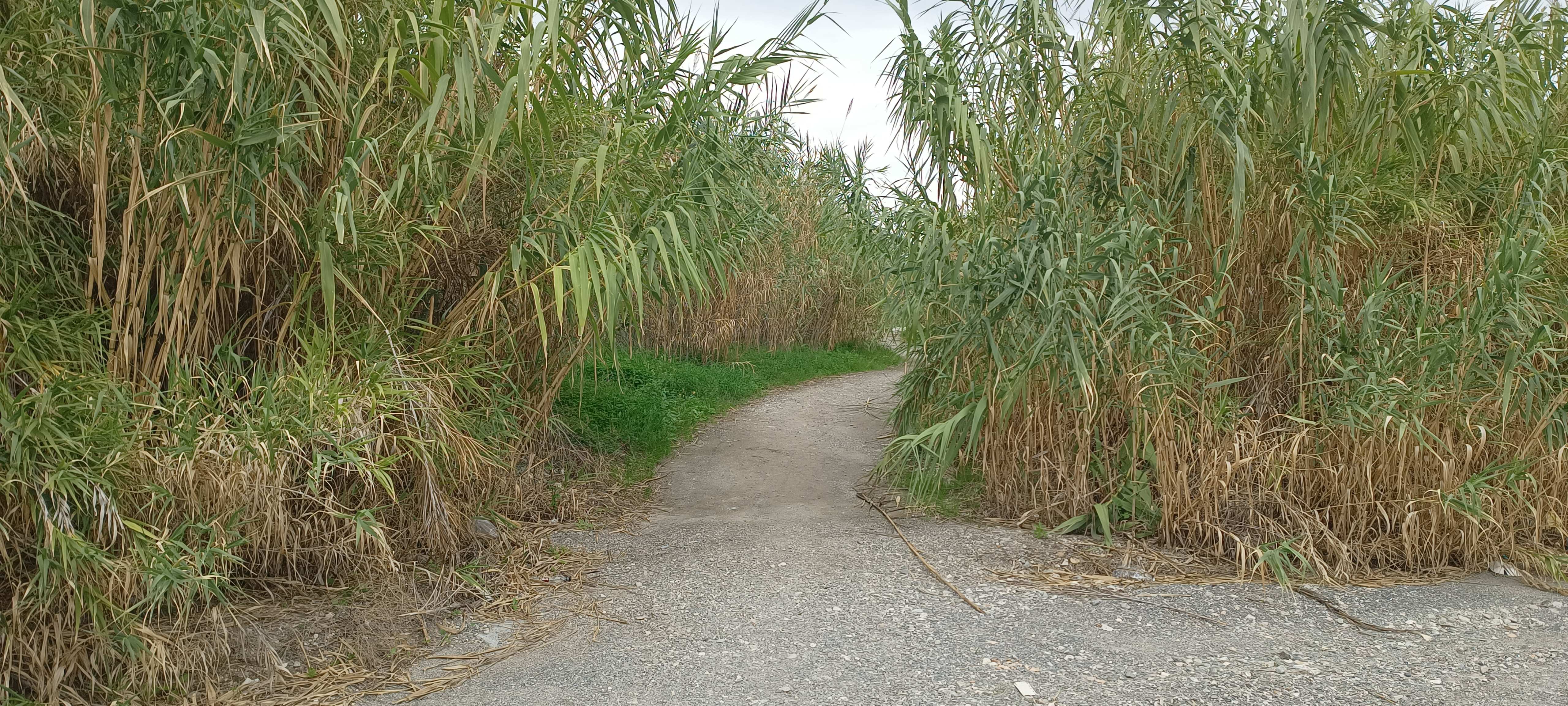 Siderno