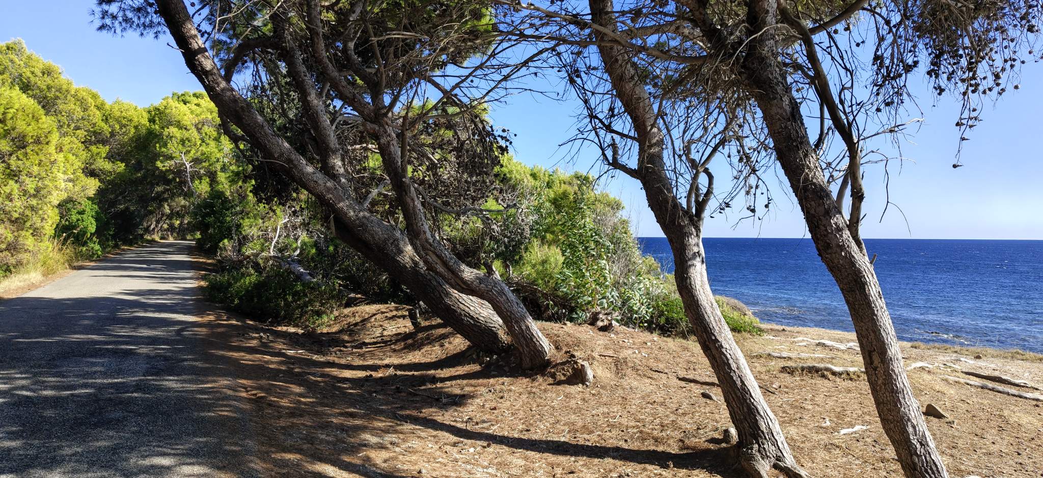 Punta Licosa