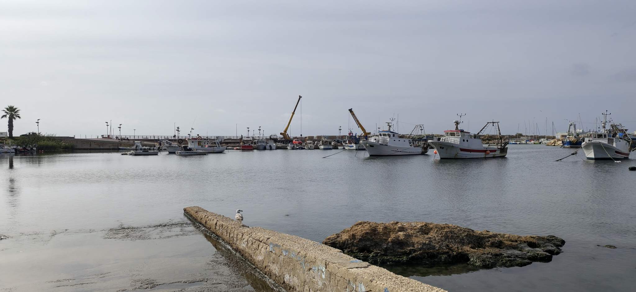 Scoglitti