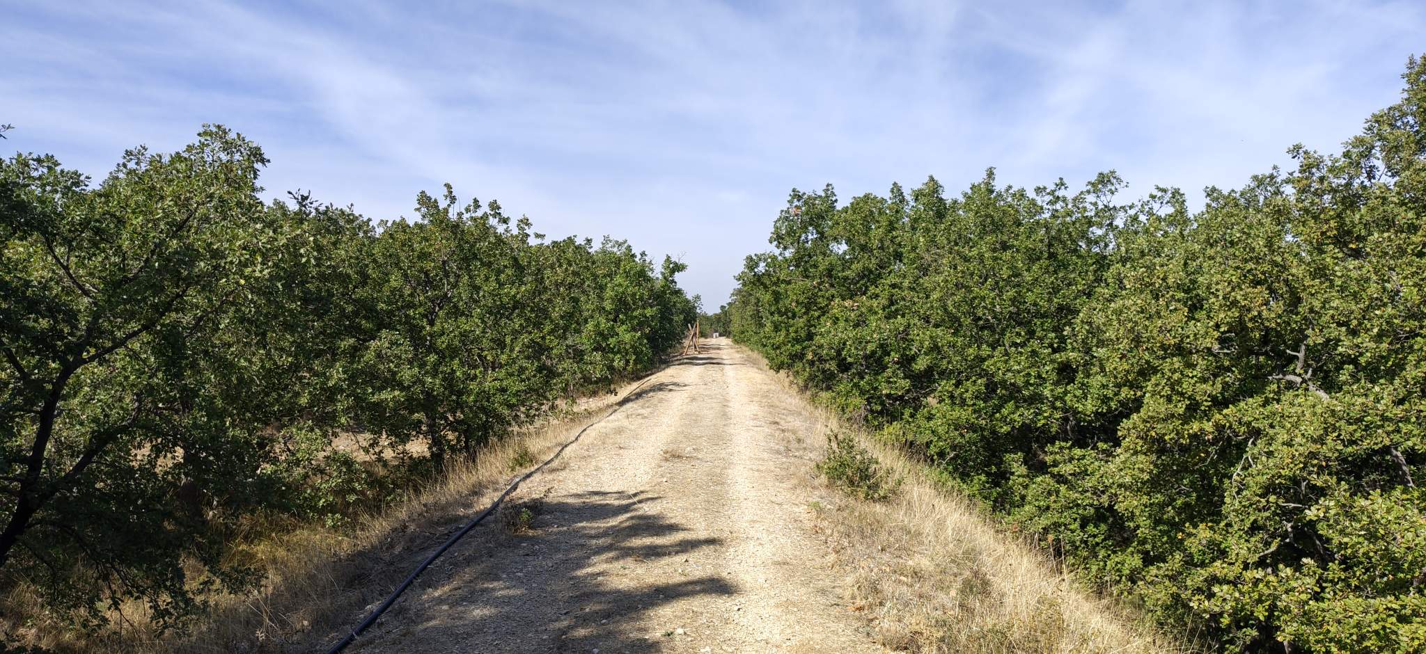 Ciclovia dell'acqua: Foresta di Scoparella